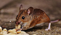 24 Hour & Emergency Exterminators in Woodland Hls, CA
